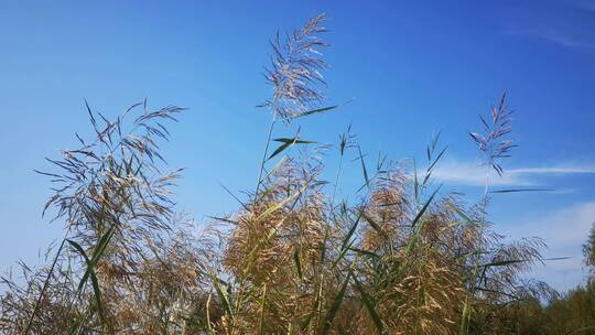 实拍秋天枯萎野草芦苇狗尾巴草