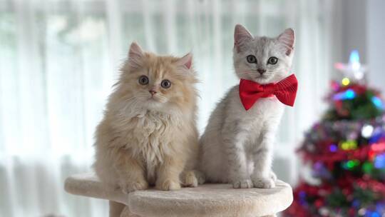 在猫塔上玩耍的两只小猫咪视频素材模板下载