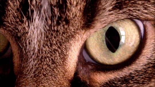 猫眼睛特写