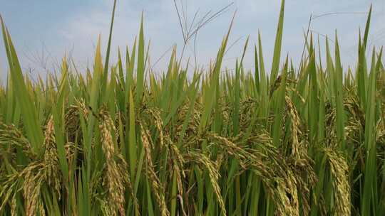 稻米上升见稻田