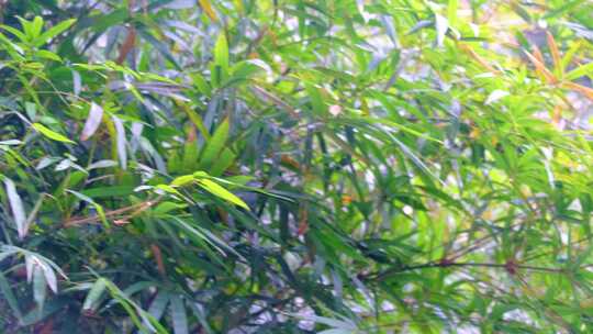 杭州植物园树林竹林特写视频素材视频素材模板下载