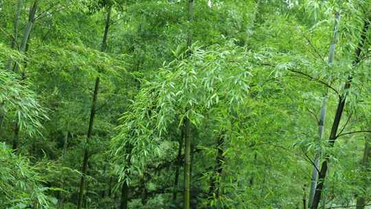 竹林竹叶禅意下雨天唯美空镜