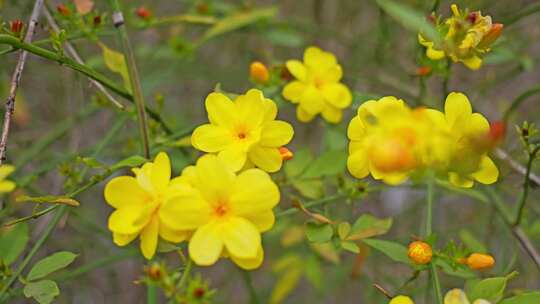 早春迎春花清明花小黄花花簇花瓣花蕊花朵