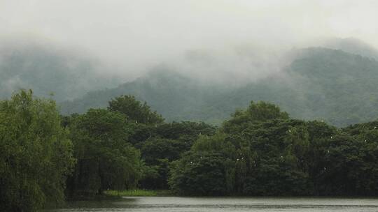 江南雨季烟雨白鹭栖息延时