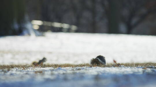 雪地上觅食的松鼠视频素材模板下载
