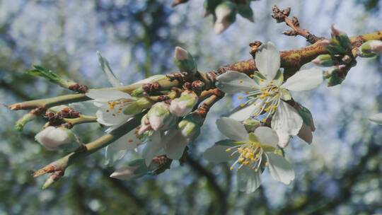 春天梨花树开花花朵开满枝头视频素材模板下载