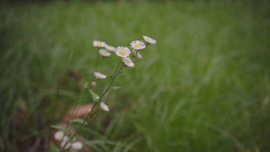 植物森林治愈雨水唯美意境清新自然