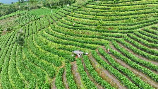 航拍茶山茶园