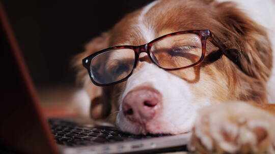 狗狗戴着眼镜趴在笔记本电脑键盘上