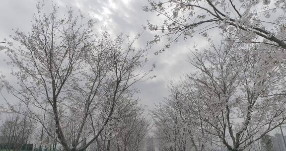 南京江北樱花季节航拍地拍素材