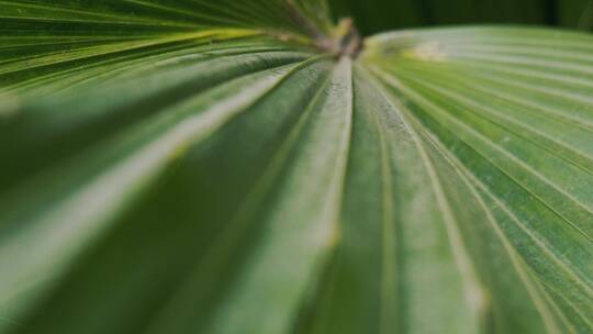 野生风车草