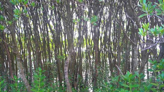 密密麻麻红树林红树水生植物