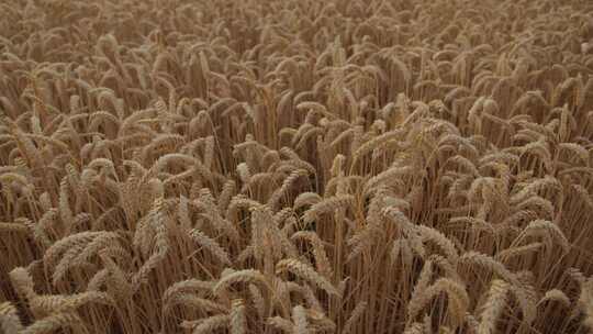 田地，小麦，作物，农田