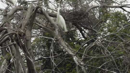 l1汕尾海丰红树林枝头的白色鸟类