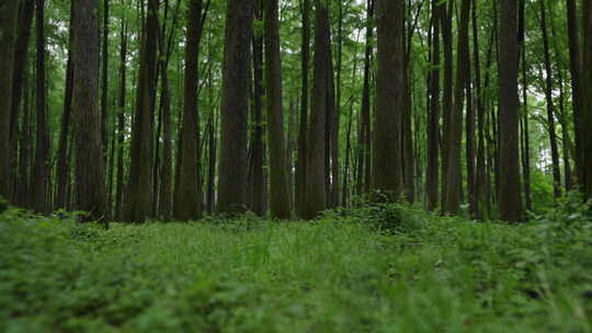 自然-树林-茂密-平视-推-全景视频素材模板下载