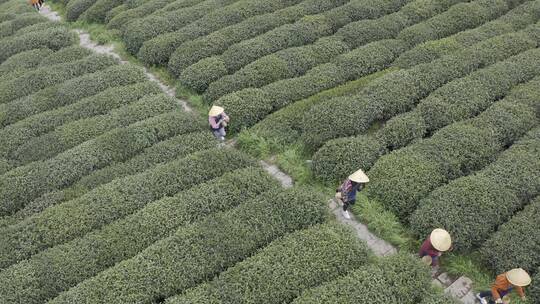 茶茶叶红茶艺采茶泡茶红茶山春茶道茶园农业