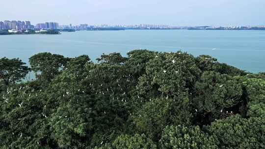 湖南岳阳东洞庭湖湿地候鸟鸟群