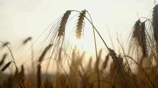 农村麦田小麦成熟丰收