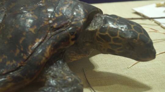 海龟陆龟乌龟玳瑁甲壳爬行动物标视频素材模板下载
