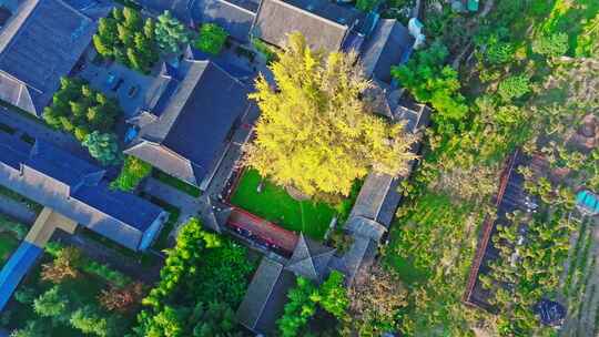 西安古观音禅寺千年银杏树