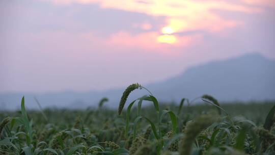 北方现代农业种植谷子小米杂粮25帧原素材