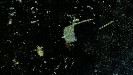 显微镜下的微观世界微生物 硅藻7
