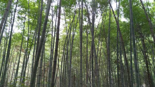 天然竹林竹海