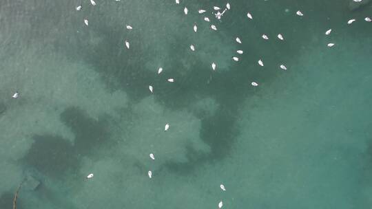 青海湖湖水盐湖海鸥鸟飞翔视频素材模板下载