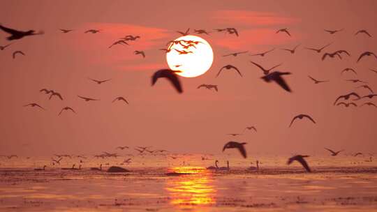 傍晚鸟群飞过湖面
