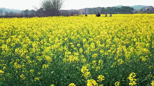 油菜花唯美意境春暖花开