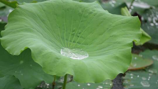 夏季雨天荷叶荷花水珠滴落慢镜头4K