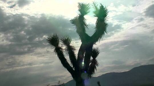 丝兰树矗立在沙漠里