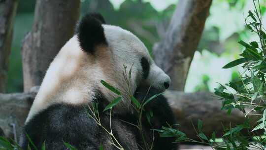 熊猫吃竹子视频合集