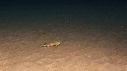 飞行Gurnard，海洋，水下，海底