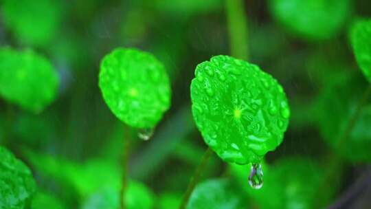 春天春雨中的铜钱草