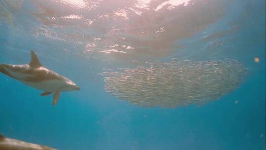 海豚族群捕鱼捕食鱼群海底水下