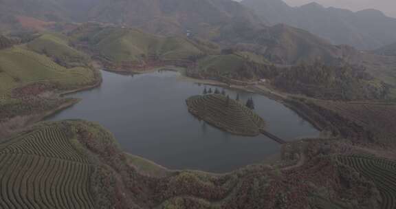 茶山 茶园 采茶