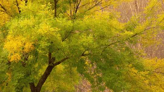 黄叶秋季树木