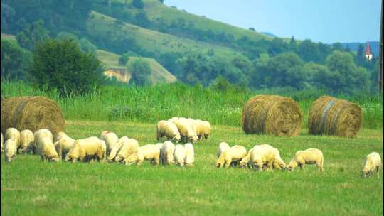 新疆草原羊群觅食吃草