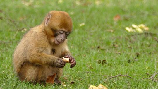 在草地上吃着面包的小猴子