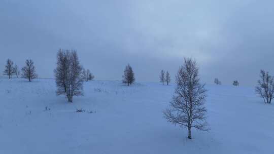 呼伦贝尔疏林雪原风光视频素材模板下载