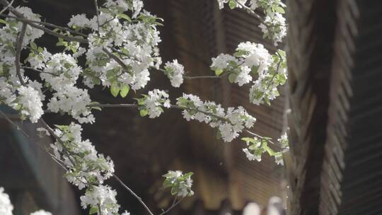 故宫花开 梨花