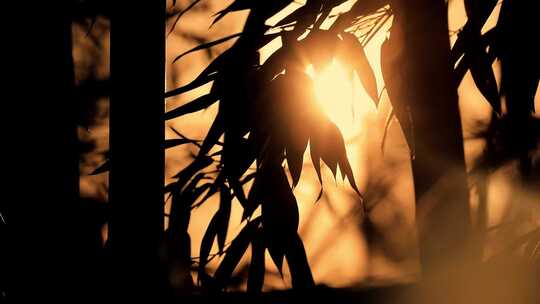 唯美逆光竹叶竹林空镜