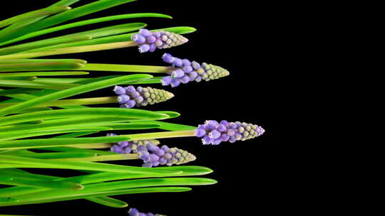 紫葡萄风信子麝香花盛开