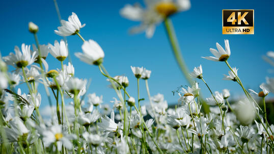 自然风景快切 风光快剪意境情绪转场空镜头