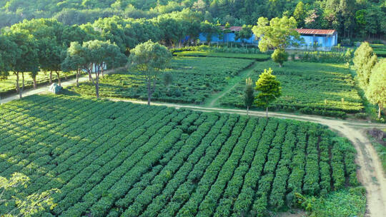 茶 茶园茶山风光