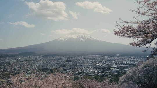 富士山背景的樱花树