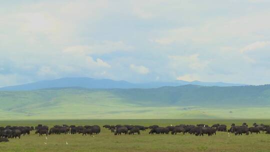 成群的水牛在火山口吃草