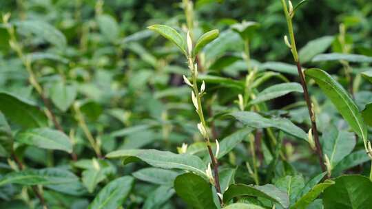 茶叶 茶 品茶 采茶制茶 茶山 摘茶