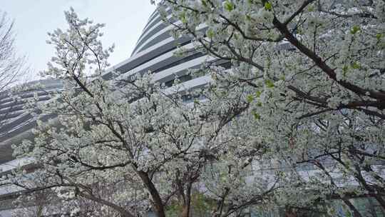 春天银河soho梨花